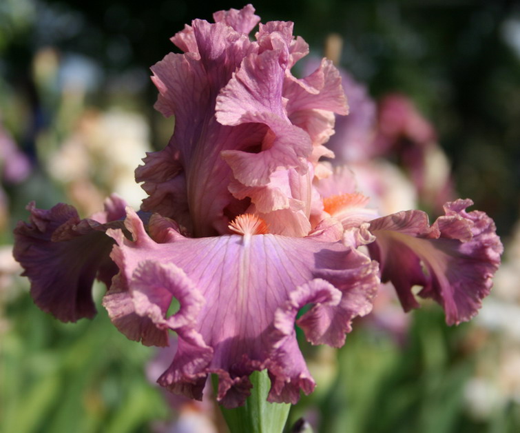 5-07 B  