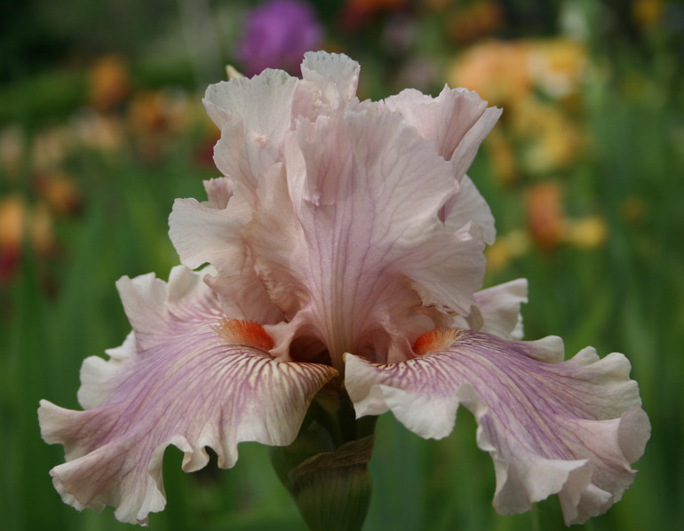 05-08 A  