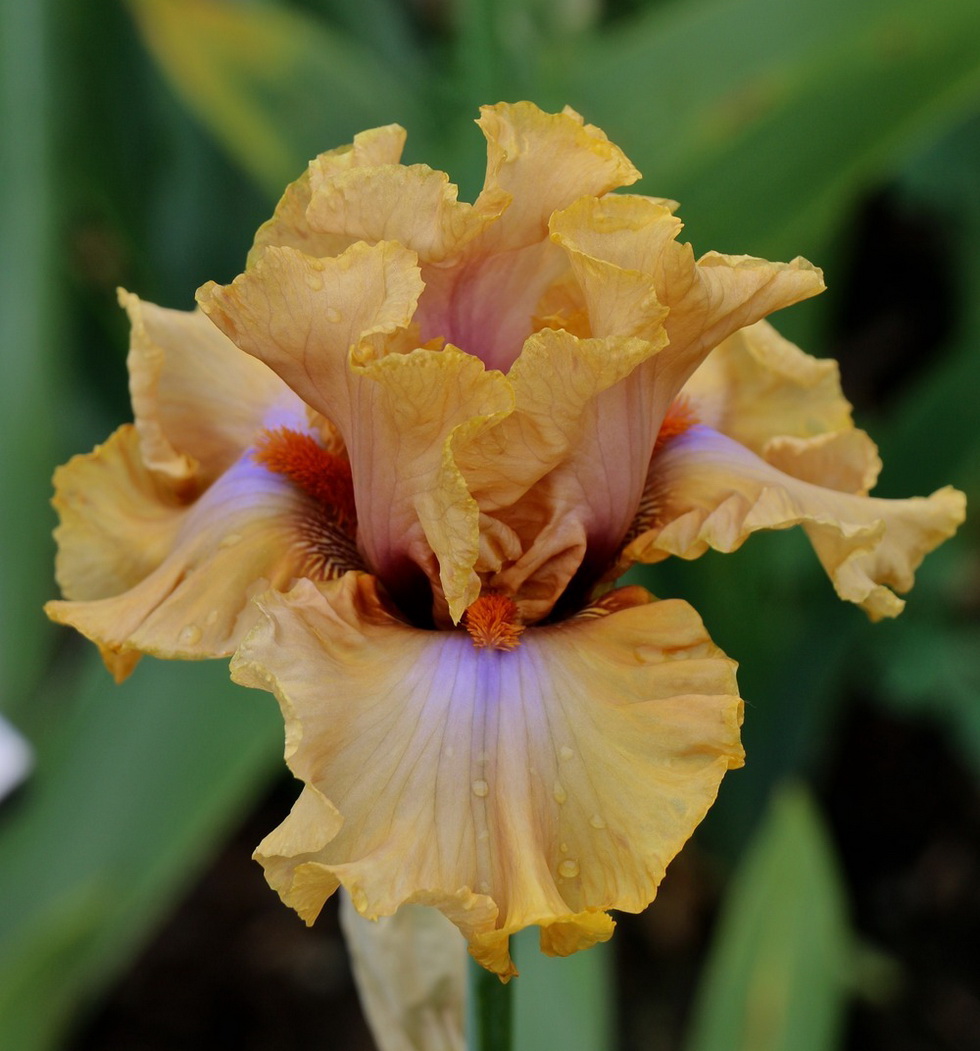 ADACIOUS AMBER