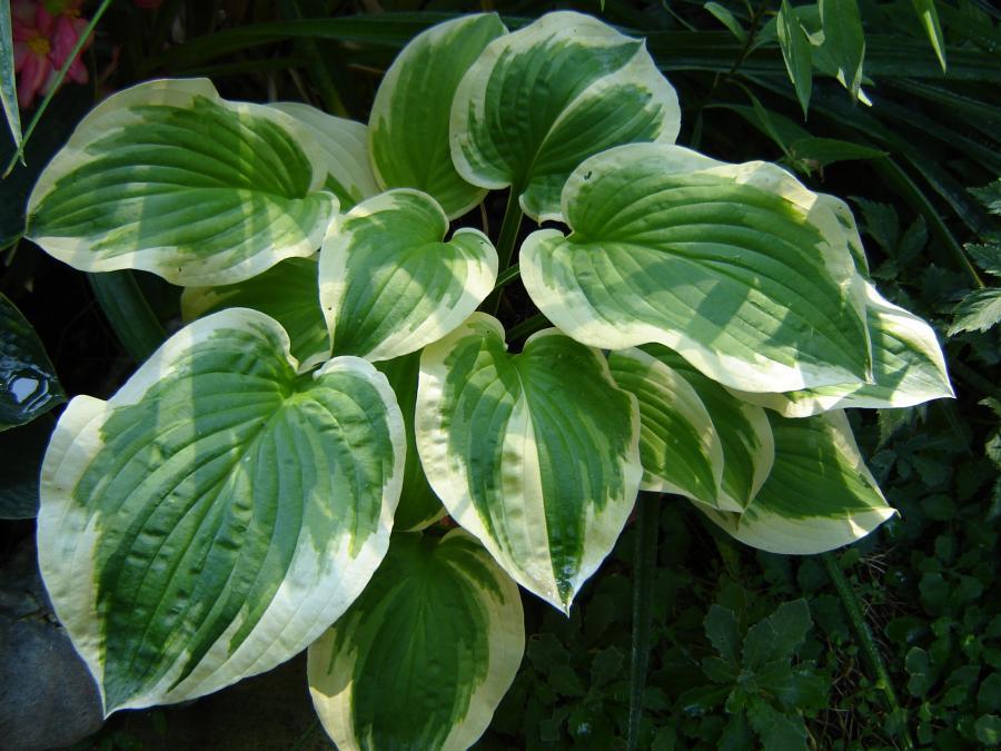 SHADE FANFARE