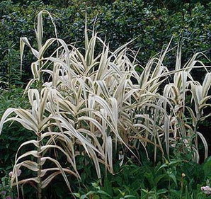 ARUNDO DONAX VARIEGATO