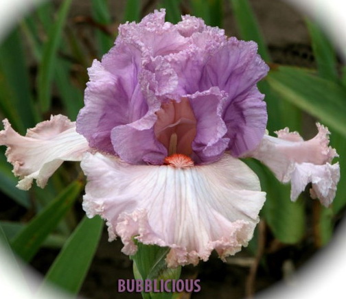 BUBBILICIUS