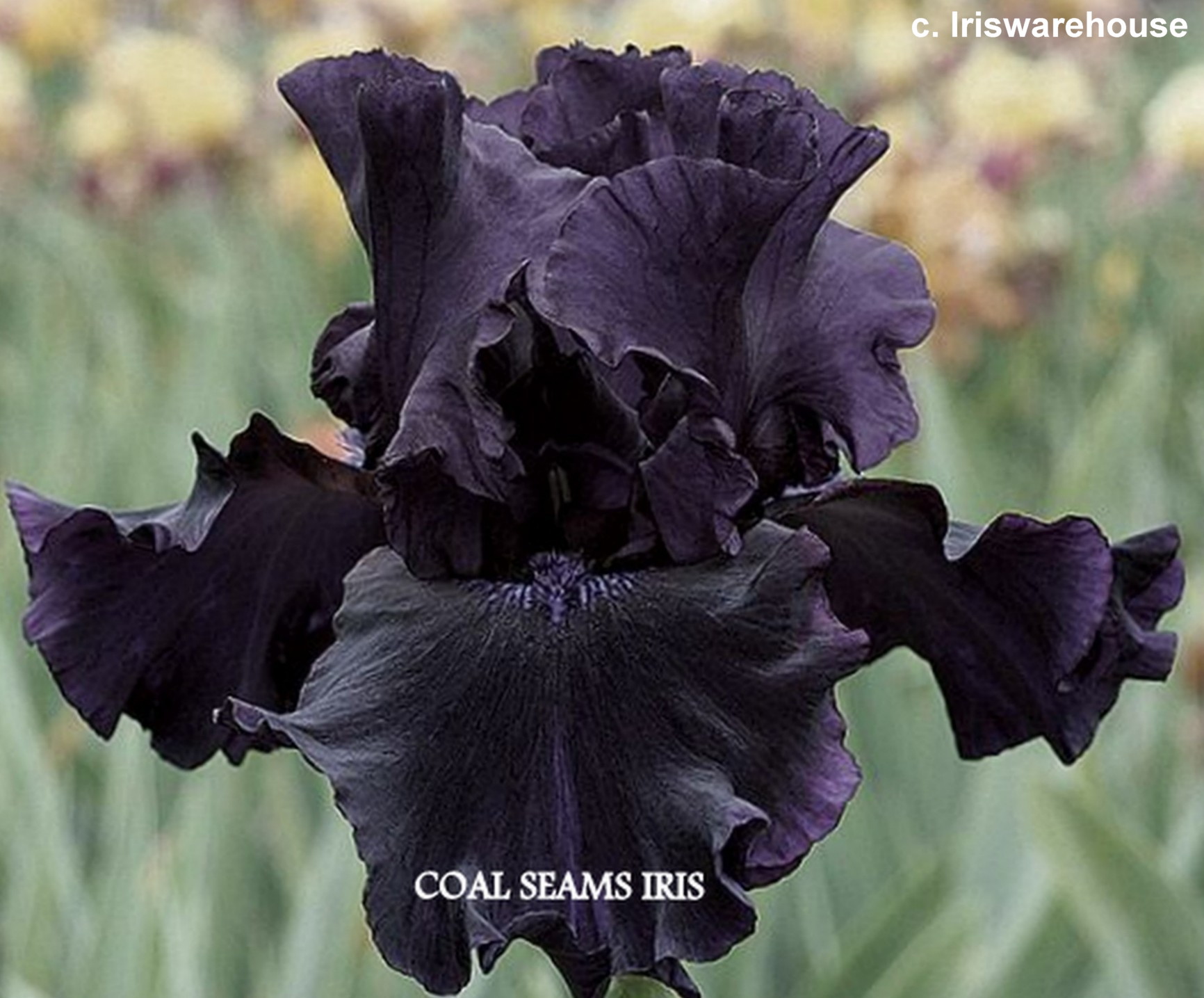 COAL SEAM