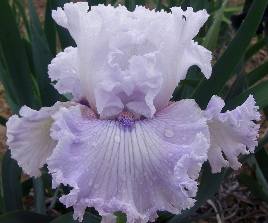 LAVENDER FIZZ  