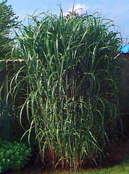 MISCANTUS GIGANTEUM