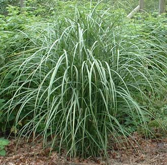 MISCANTUS SINENSIS 