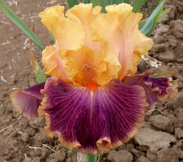 SICILIAN ORANGE
