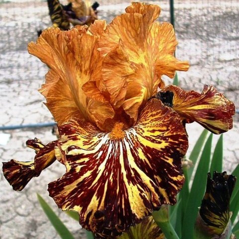 SPICED TIGER